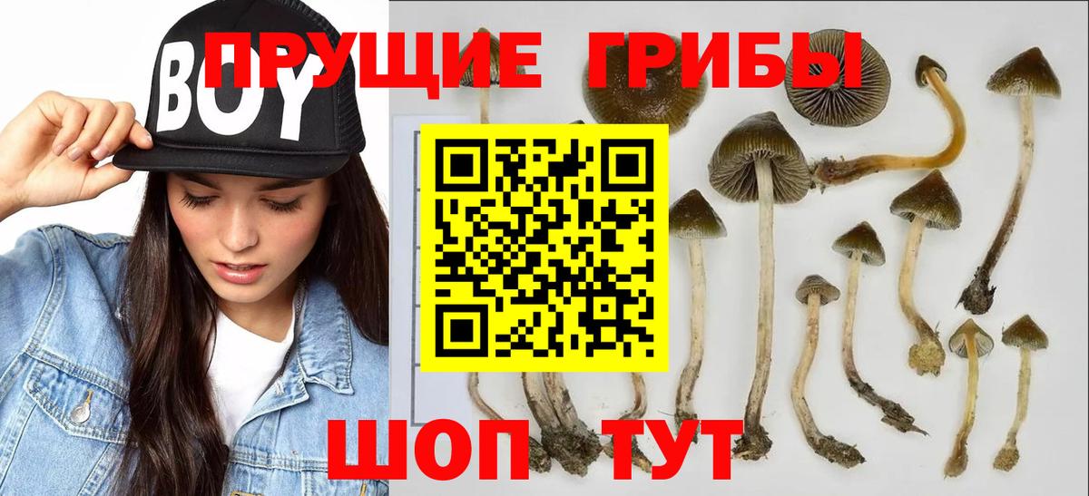 Псилоцибиновые грибы Psilocybe Бирск